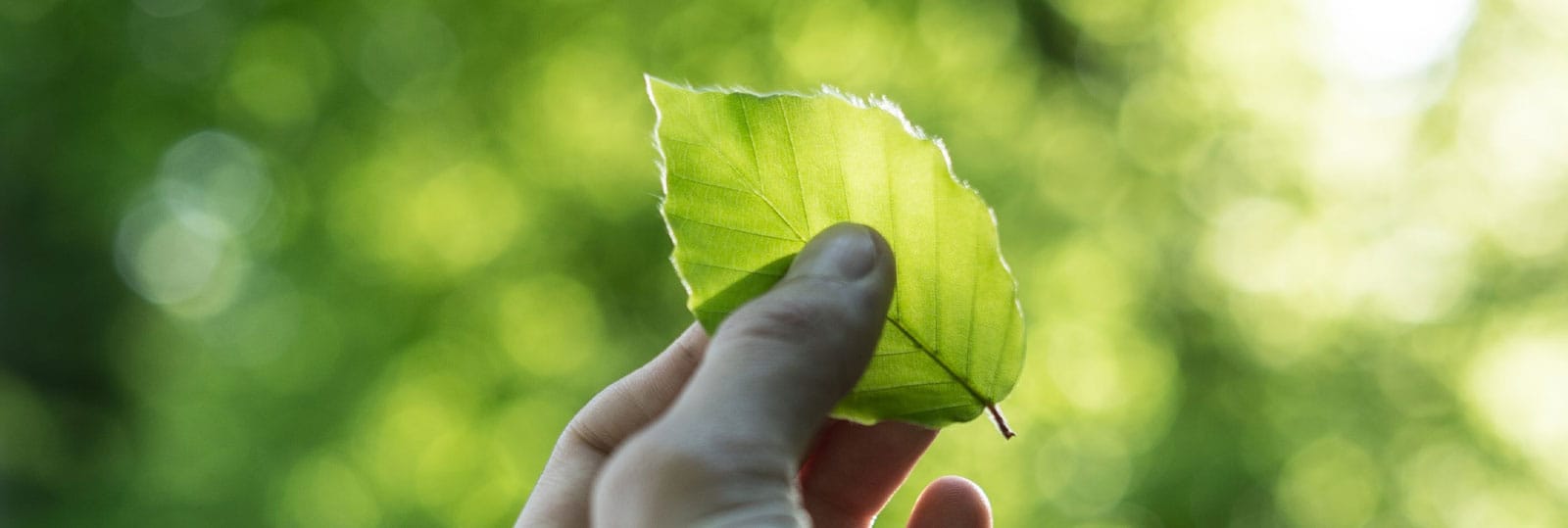 Eine Hand hält ein grünes Blatt vor unscharfem Blätterhintergrund