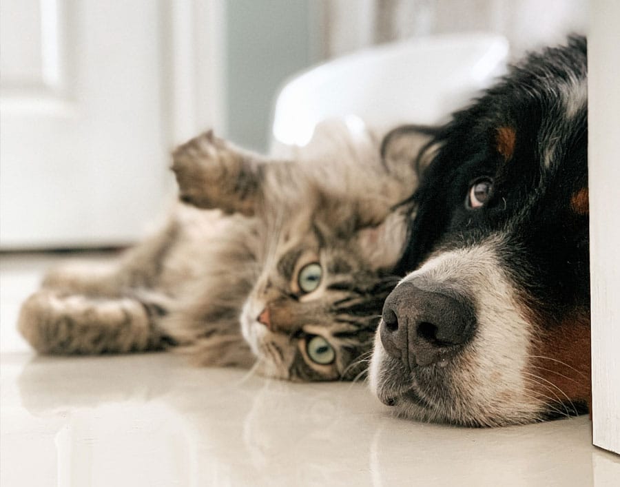 Hund und Katze liegen auf hellem Küchenboden